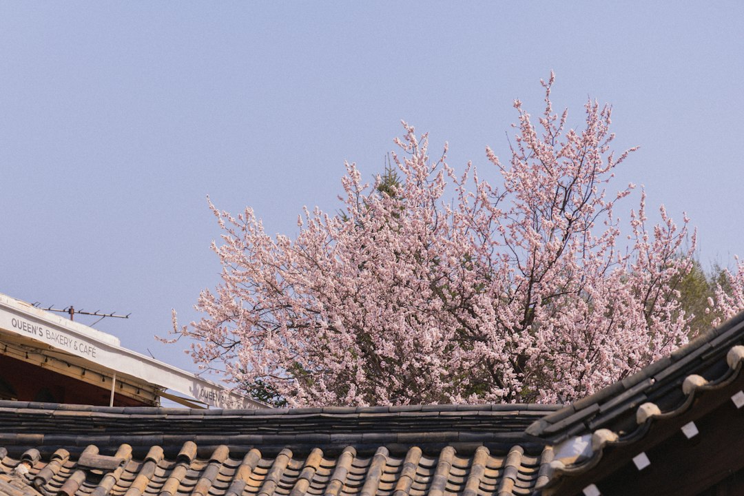 Seoul spring and traditional Korean architecture